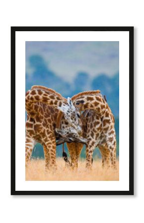 Two giraffes (Giraffa camelopardalis tippelskirchi) are fighting each other in the savannah. Kenya. Tanzania. Eastern Africa.