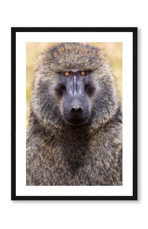 Portrait of a baboon in the Maasai Mara