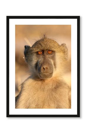 A close-up of a baboon in Chobe National Park in Botswana, Africa on safari
