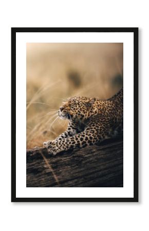 close up portrait of a leopard