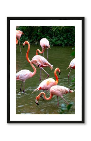 The flamingos in safari park of Phu Quoc island, Kien Giang province, Vietnam