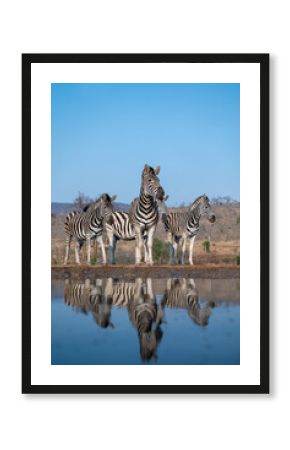 A herd of zebras at a water hole