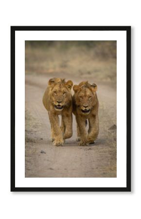 Two young male lions walk down track