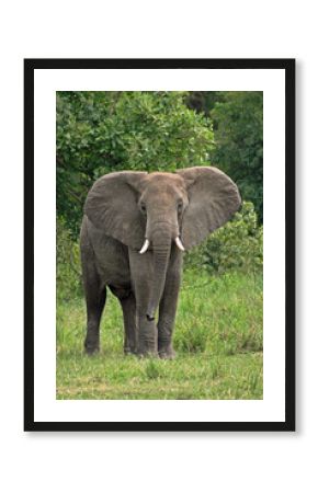 A Wildlife Photography Adventure