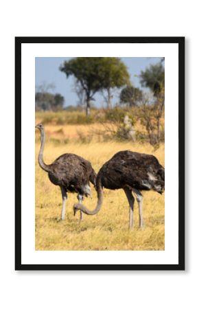 Ostriches in the Savanna