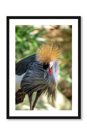 An East African Crowned Crane at the Vinpearl Safari park