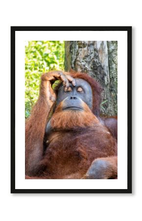 An Orangutan at the Vinpearl Safari park