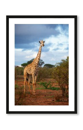 giraffe in the savannah in a safari in kenya national park
