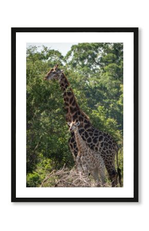 Giraffe mit Nachwuchs