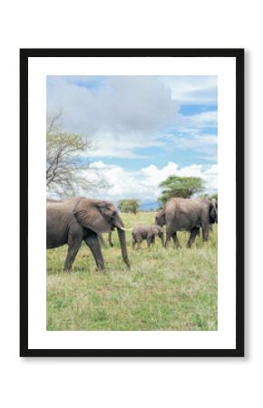 A family of elephants in the Tarangire, Tanzania, safari 