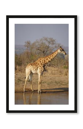 girafe safari afrique