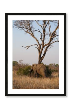 éléphant safari afrique