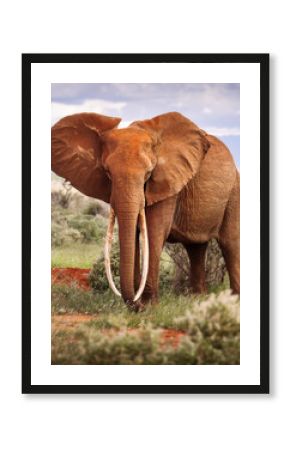 Elephant in savana during safari tour in Tsavo Park, Kenya