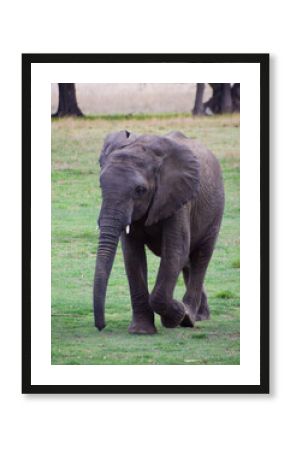 A young African elephant in a wildlife sanctuary in Zimbabwe. 