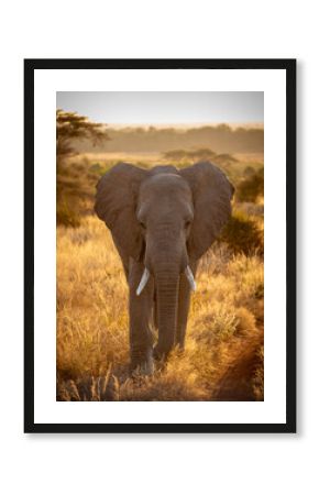Elephant in the savannah