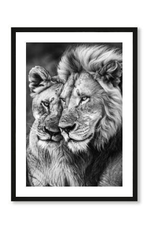 Lion and lioness heads close together.