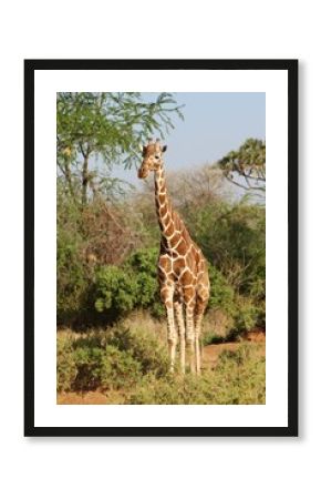 African safari photo