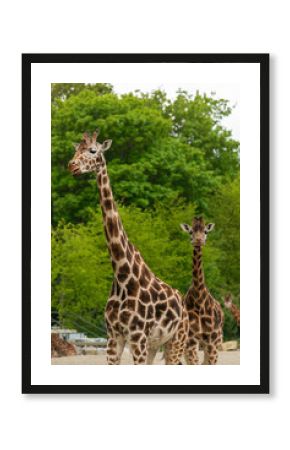 giraffe in the zoo