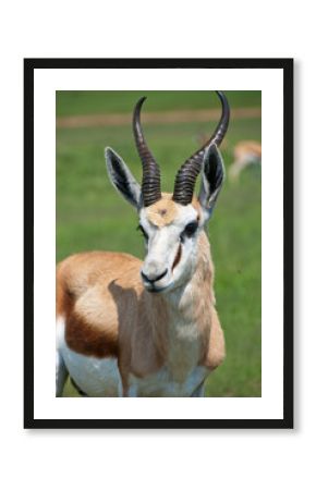 Springbock