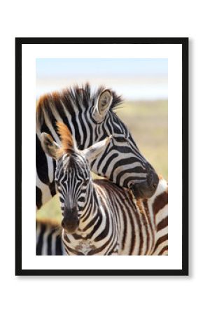 Baby zebra with mother