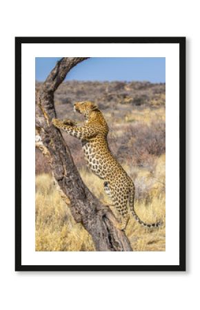 Leopard in the sun, one of the Big Five in africa