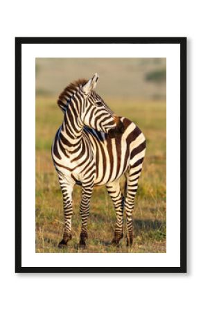 Zebra on the savannah looking sideways