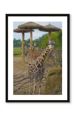 giraffe and safari