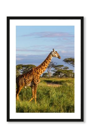 Giraffe walking in the Serengeti National Park in Tanzania