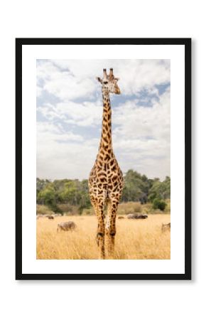 Masai Giraffe in Kenya Africa