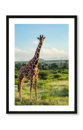 Giraffe crossing the trail in Samburu Park