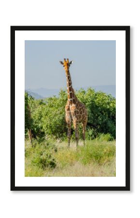 Giraffe crossing the trail in Samburu Park