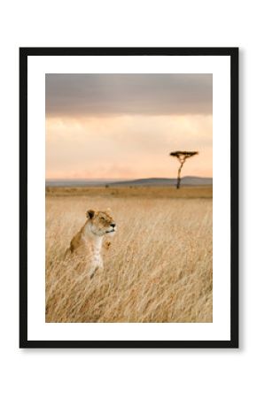 A single female lion looks over the savanna of Massai Mara, Kenya