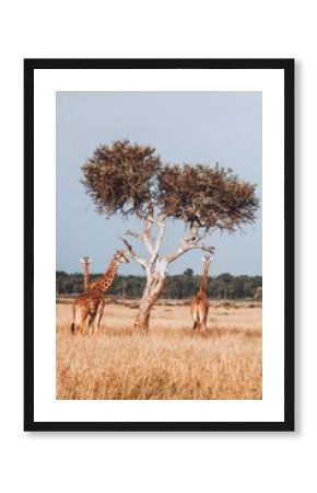 Giraffes in Kenya
