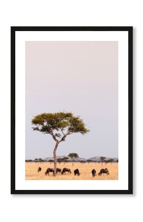 Herd of African wildebeest in grass meadow of Serengeti Savanna - African Tanzania Safari trip