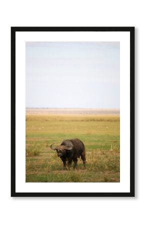 buffalo in field