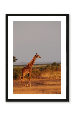 girafe