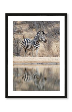 Zebra reflection in the Klaserie Nature Reserve, South Africa while on safari