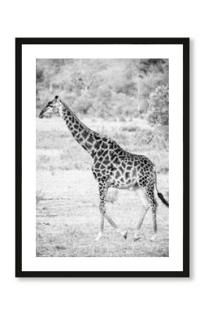 Walking Giraffe, south Africa