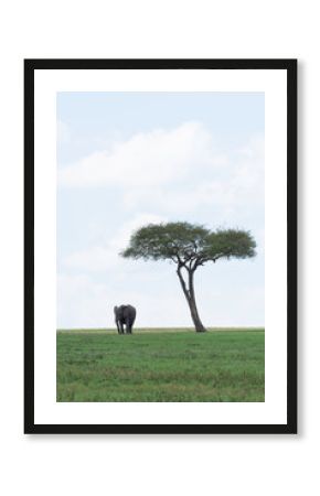 A lone elephant grazing next to a lone acacia tree in the plains of Africa inside Masai Mara National Reserve during a wildlife safari