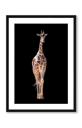 Giraffe Isolated on Black