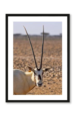 Portrait of a rare Arabian Oryx, Leucoryx Oryx, Al Wusta Wildlife Reserve, Oman