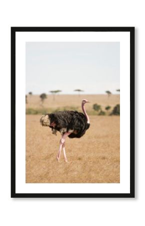 Ostrich walking on the arid grasslands of the Maasai Mara, Kenya