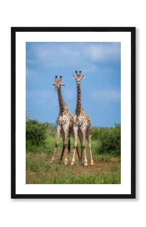 two giraffes