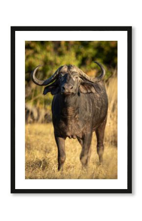 Vertical portrait of a male buffalo looking straight at the camera in Moremi Reserve in Botswana