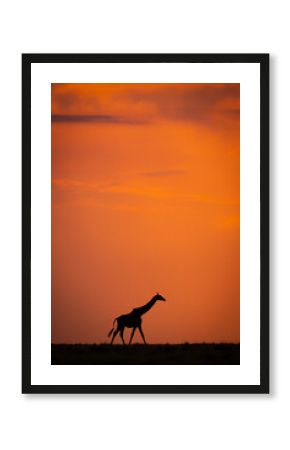 Masai giraffe walking along horizon at sundown