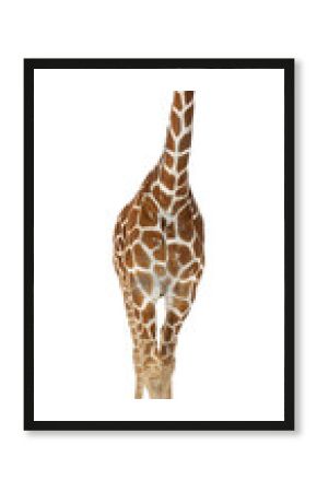 Full body shot of a reticulated giraffe standing on transparent background