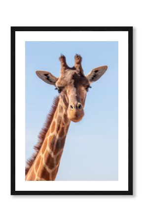 Cute Giraffe
