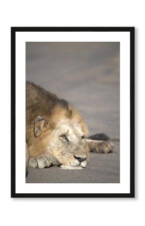 Lion on the road , Animal of africa