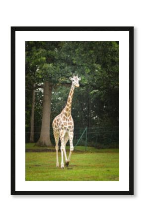 The giraffe walking around its enclosure on safari. Free-roaming animals in the safari park. 