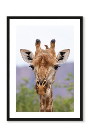 The red-billed oxpecker and giraffe have a symbiotic relationship. The oxpecker explores all parts of the animals body.